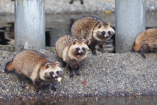 たぬきが絶滅していないのが凄いｗｗｗ実は不思議な生態だったｗｗｗ