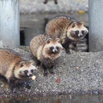 たぬきが絶滅していないのが凄い!実は不思議な生態だった!