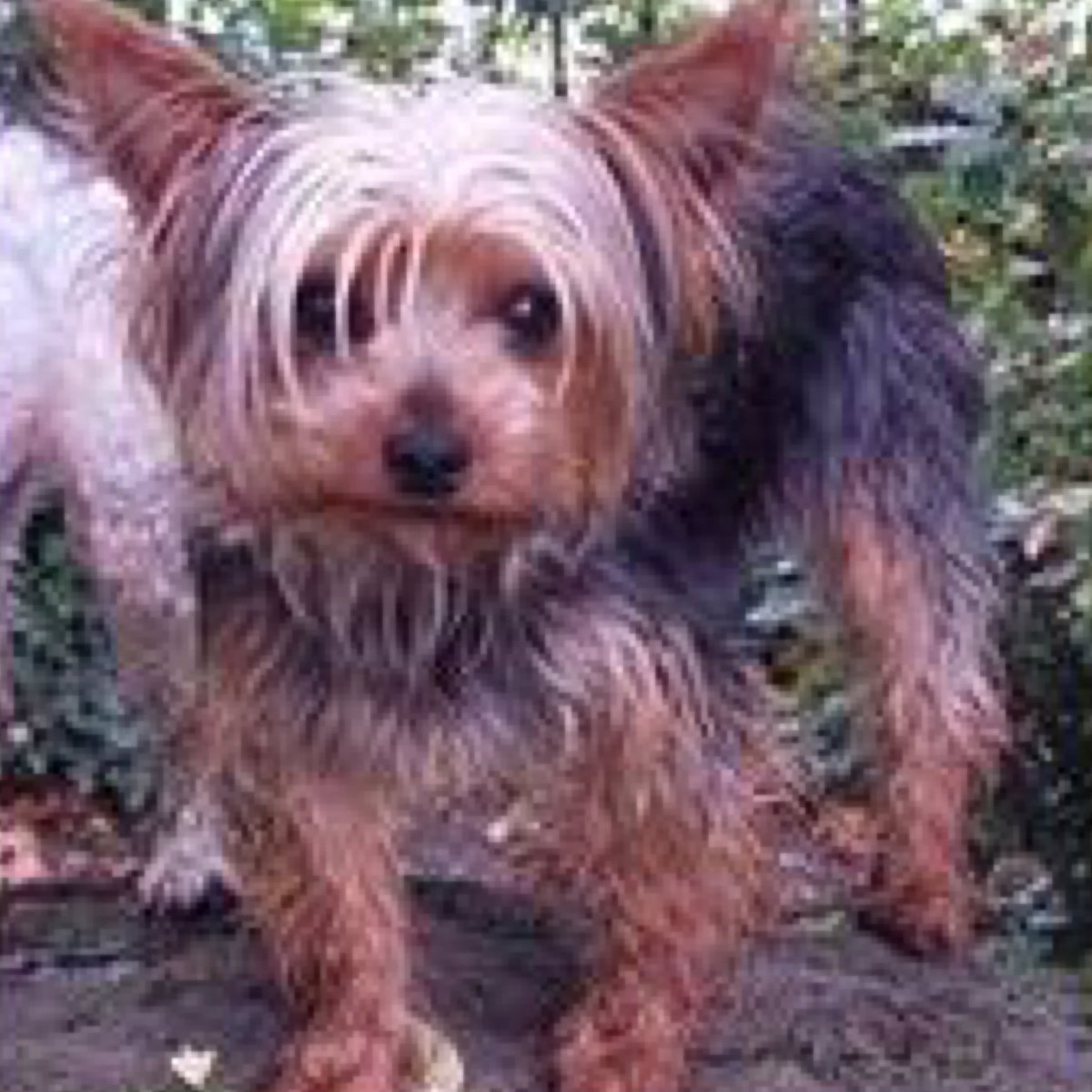 MATTIE IS STILL MISSING!  #stolendog from dog walkers van PLEASE EVERYONE RT RT RT &amp; FIND HER @DoglostUK #ScanMe doglost.co.uk/dog-blog.php?d…