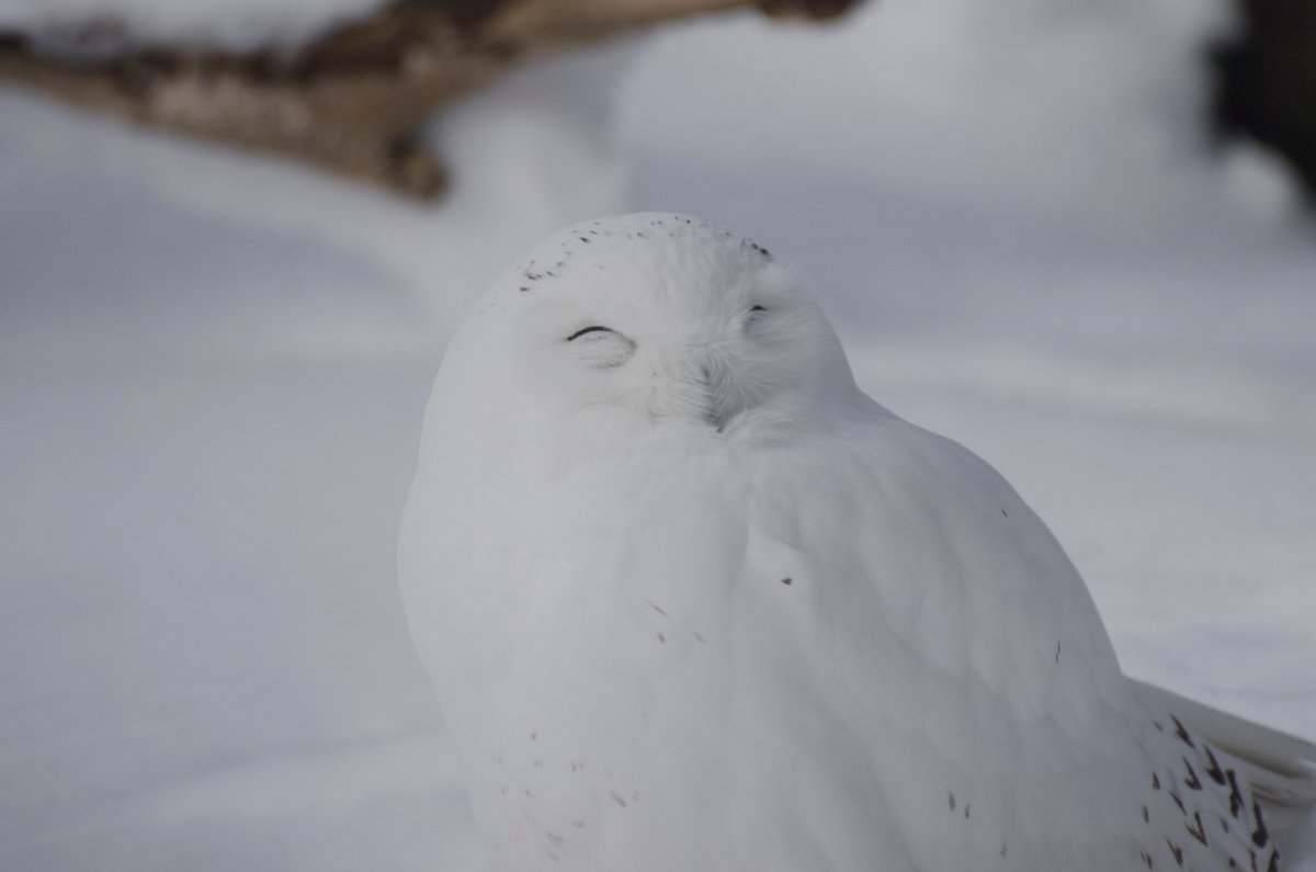雪の中に埋もれて ほぼ背景と同化してどこにいるのかわからなくなるシロフクロウさんが本当に可愛いので 是非見てほしい Togetter