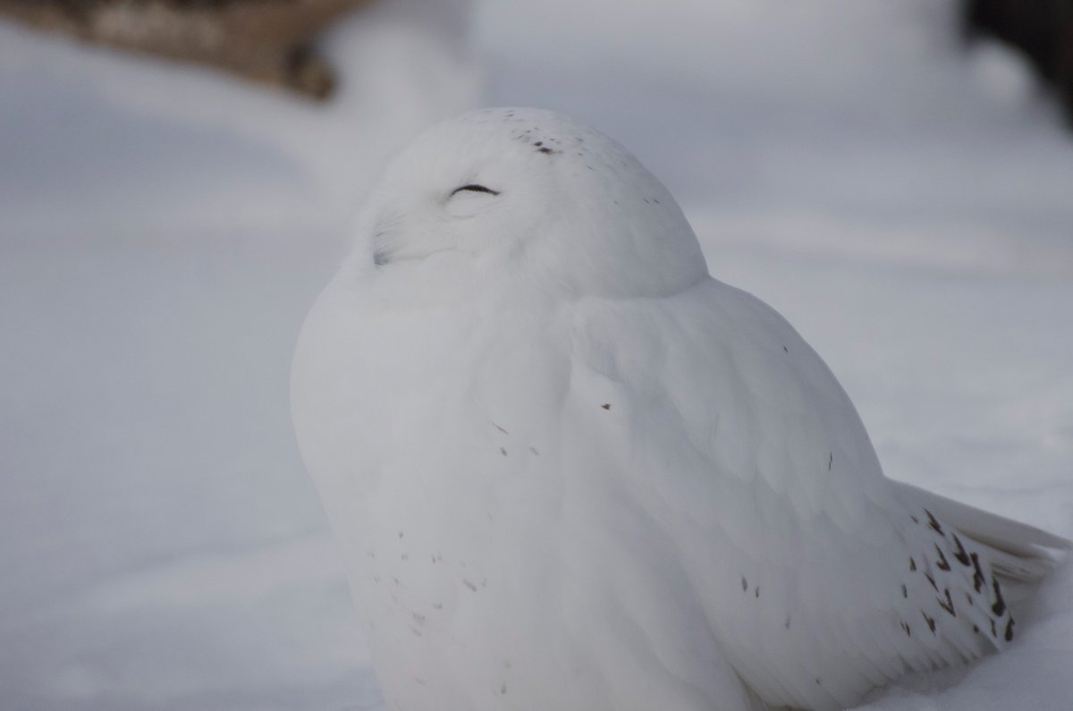 雪の中に埋もれて ほぼ背景と同化してどこにいるのかわからなくなるシロフクロウさんが本当に可愛いので 是非見てほしい Togetter 雪の中に埋もれて ほぼ背景と同化してどこにいるのかわからなくなるシロフクロウさんが本当に可愛いので 是非見てほしい Togetter