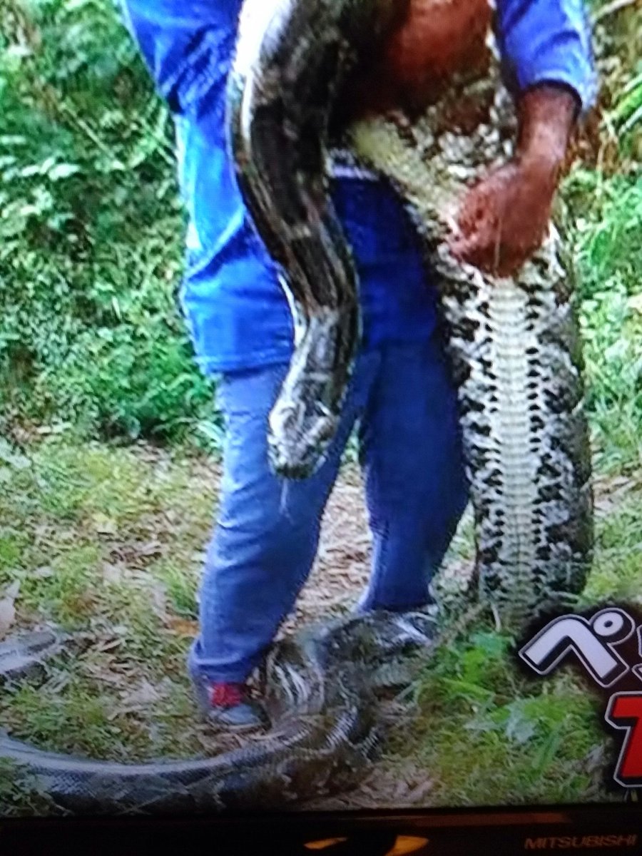 世界の超s級危険生物