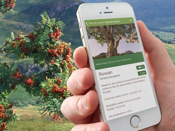 GreenappsWeb's tweet photo. If you live in UK, you can identify native and non-native trees with this app https://t.co/gSc8dSAbur v/ @WoodlandTrust #identifyingtrees https://t.co/n2N3ho33rM