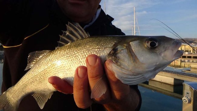TubertiniFeeder's tweet photo. FEEDER FISHING ALLA SPIGOLA https://t.co/9k9FE9qZDj https://t.co/EUHX0YoajB