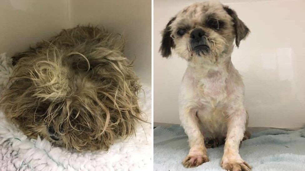 Animal_Watch's tweet photo. Mistreated shih-tzu 'didn't even look like dog'
https://t.co/RFMalBKQkK @BBCNews https://t.co/CvRfvfytDV