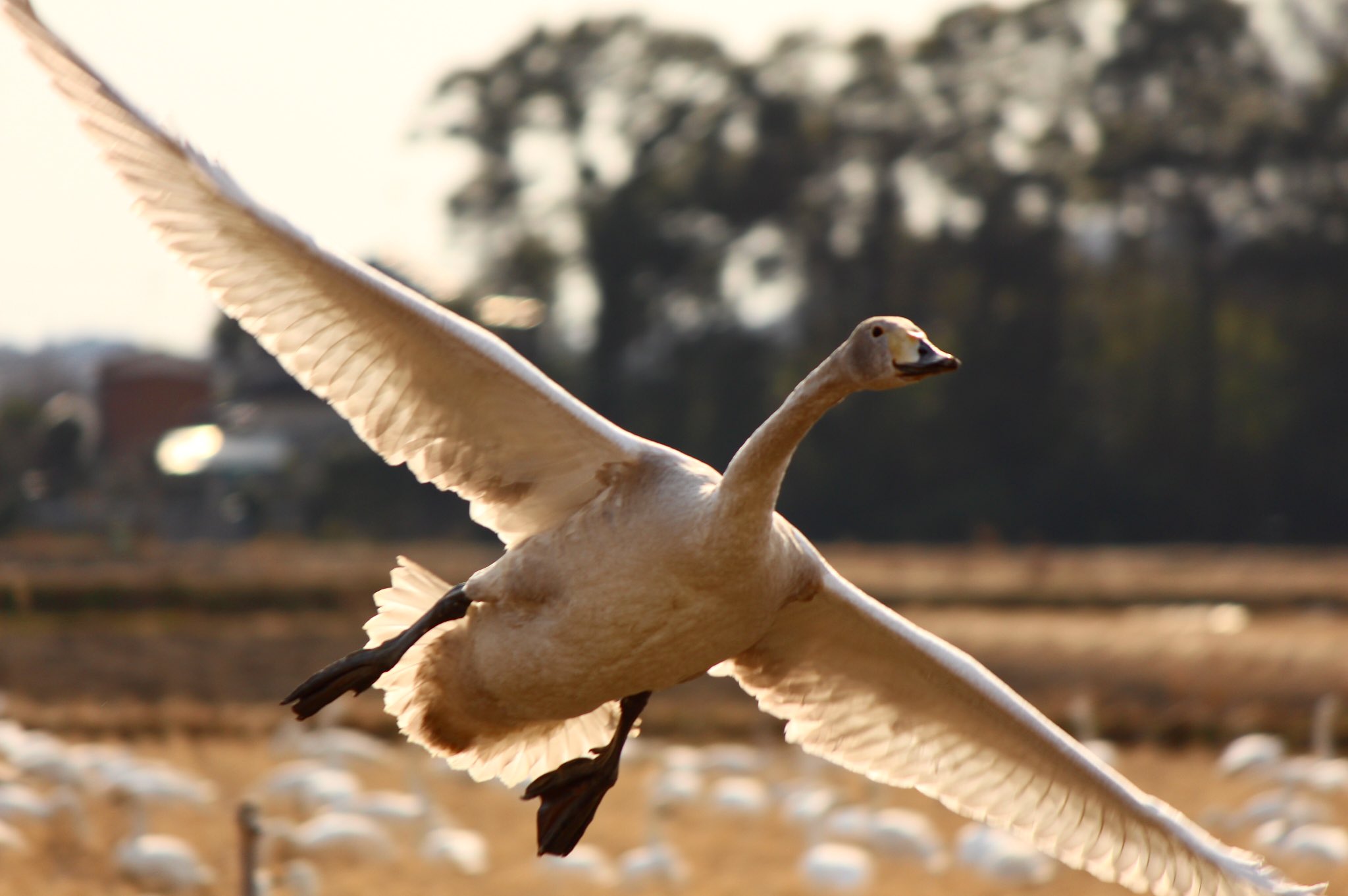 Hayneryo 先日の白鳥飛来地から 飛び立つ白鳥 羽を広げると2メートルもあるので 空を飛ぶ姿は大迫力でしたs D 風景 白鳥 鳥 Nippon ファインダー越しの私の世界 写真好きな人と繋がりたい カメラ好きな人と繋がりたい T Co