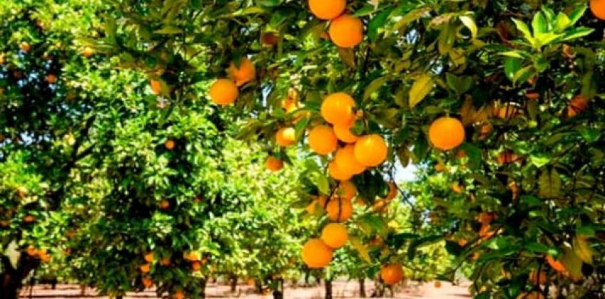 Alger: une production de 890.000qx d’agrumes attendue en 2017 #production #agrumes
Consulter: commerce.gov.dz/statistiques/a…