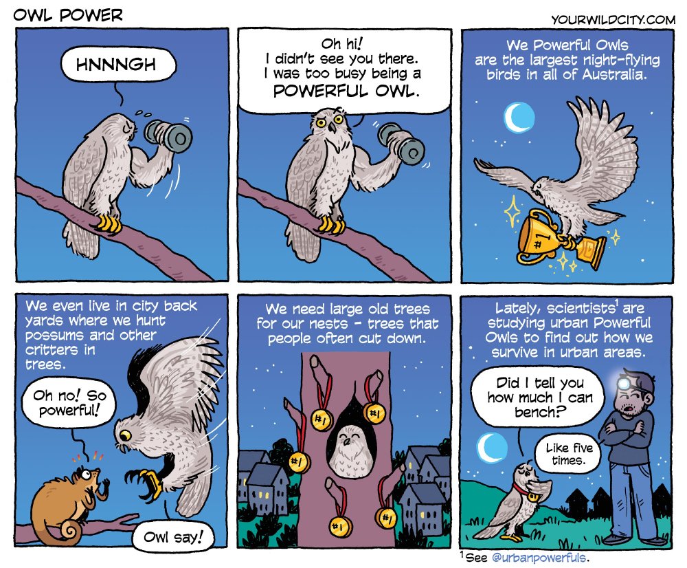 Today's a good day for this repost: our comic on Powerful Owls! yourwildcity.com/comic/owl-powe… #Superb_Owl