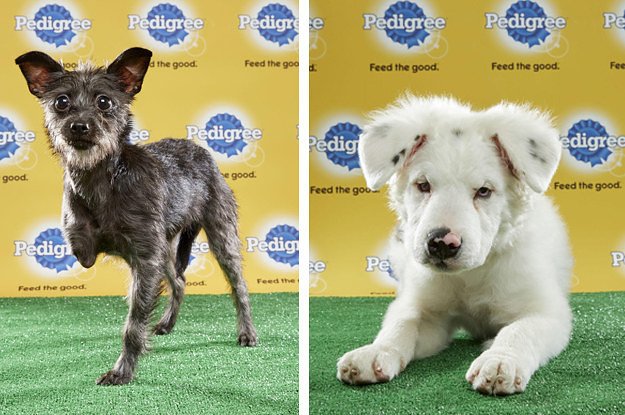 BuzzFeedNews's tweet photo. The Puppy Bowl will feature three special-needs dogs https://t.co/5IuxI2cpi0 https://t.co/xyGqER9QnW