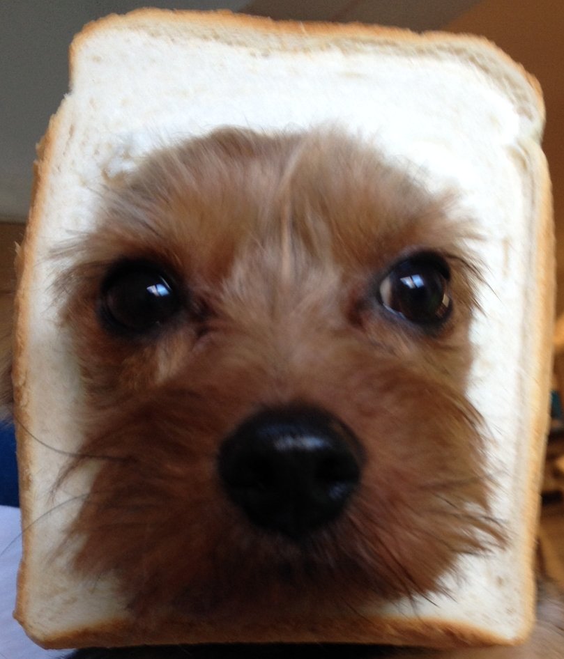 jonnywildboar's tweet photo. #DogBread my lovely pooch Archie-poo ...... kiss him !! https://t.co/9FJ9CHoSP2