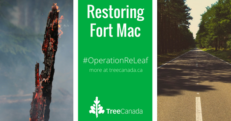 Tree Canada tweet media