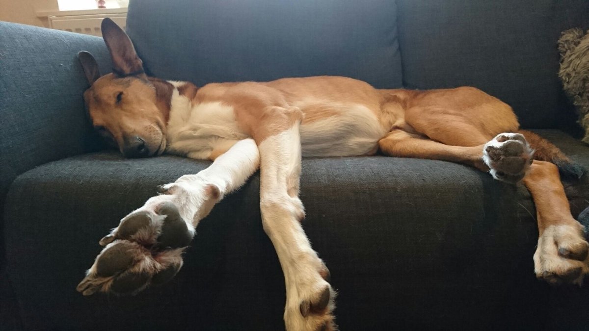ViggoTheSmooth's tweet photo. This is what Sundays are all about 😴 #dogs #dogsoftwitter #collie https://t.co/6m0hgGdQil