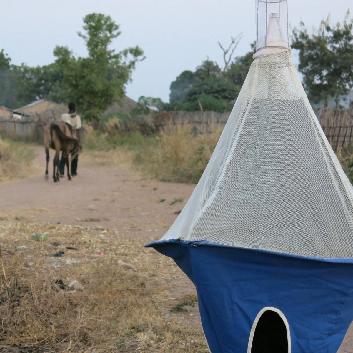 lefteyeseer's tweet photo. Collecting biting flies for equine trypanosomosis/ sleeping sickness research in #Gambia, my fascinating #pgresearchspace. #bloodbugs 🐴🇬🇲 https://t.co/w27t7sUC2s