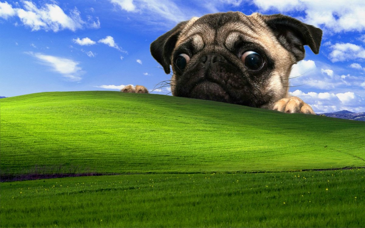 Pug Desktop Backgrounds | Full HD Pictures  goo.gl/QiK9jf