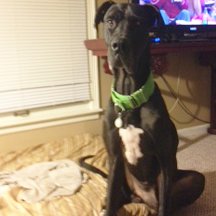 IndyUrbanFlea's tweet photo. Bring a donation for our non-profit on 3/12, Forever Friends Great Dane Rescue, earn a chance to win lottery tix. 
https://t.co/80j8RVcMwX https://t.co/pVDTRUBZaD