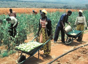 orgullorural2's tweet photo. #agrodato en Ghana la mayor parte de la reducción de la pobreza se debe al crecimiento agrícola(52% al 28%)! https://t.co/DXUAvaS0DU
