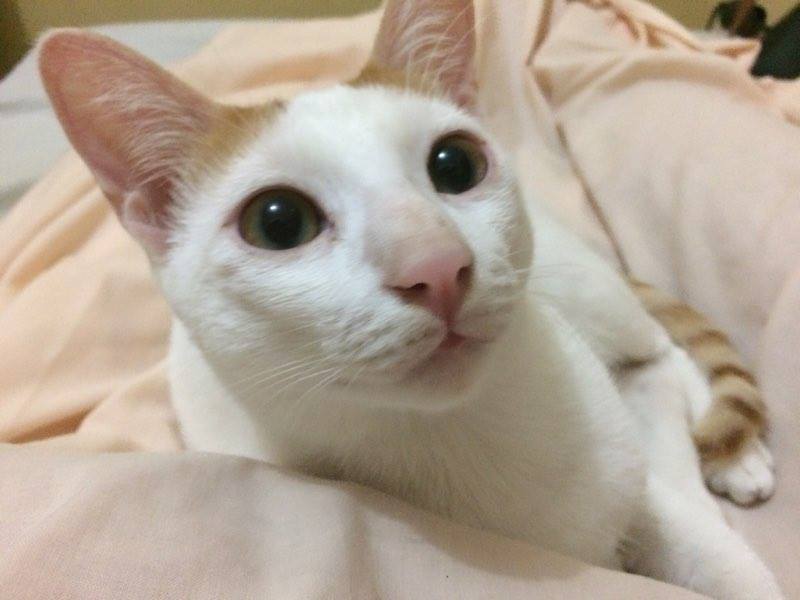 crixandrei's tweet image. Because Taba-chan is my precious little kitteh &amp;lt;3