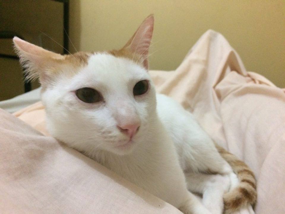 crixandrei's tweet image. Because Taba-chan is my precious little kitteh &amp;lt;3