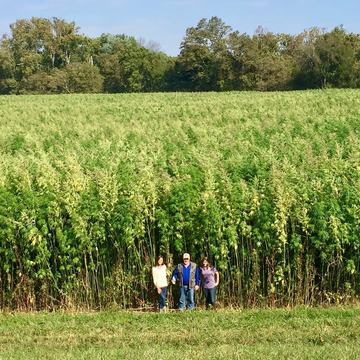 kmec1051fm's tweet image. Value of hemp per acre is $21,000 from seeds and $12,500 from stalks. Kentucky approved 13,000 acres for 2017! agmrc.org/commodities-pr… #HEMP