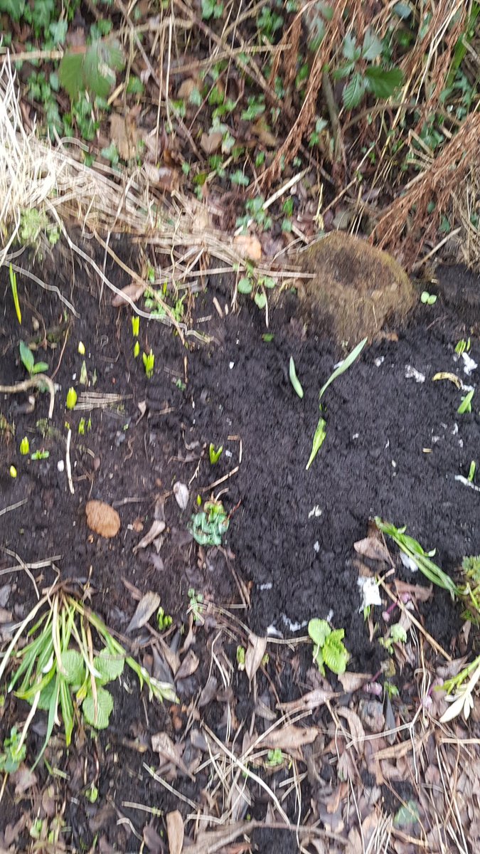 sheepish_spud's tweet photo. Ralph & I have tackled the top garden and planted a #wildflowerborder for the #bees - I just hope they don't get washed away now! https://t.co/HUNzsKl6iJ