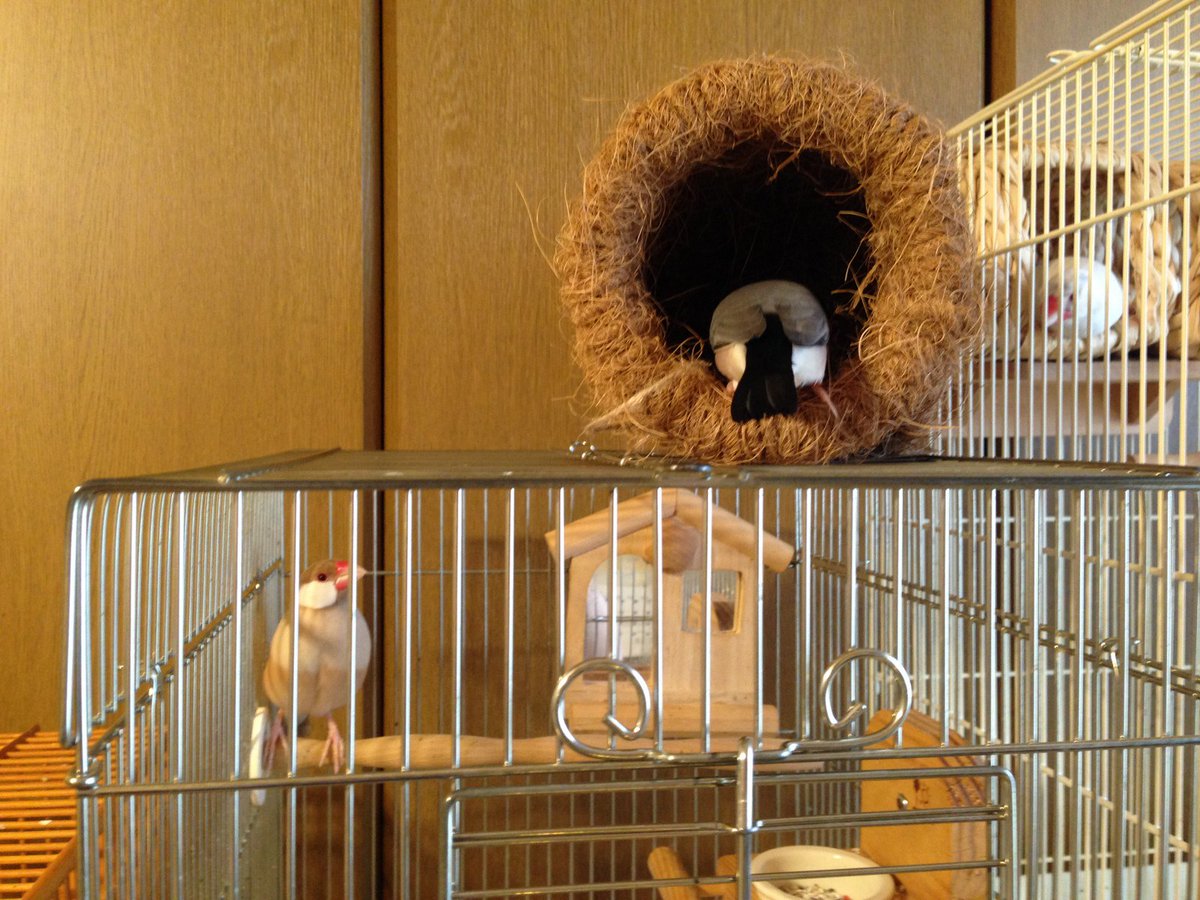Sbok 新しいココナッツ製ツボ巣をすぐさまチェックしに行った六ちゃん ほかの文鳥たちも どう どんな感じ とかなり興味津々で見つめていました ツボ巣 つぼ巣 文鳥 Buncho キンカチョウ 十姉妹 カナリア フィンチ 鳥 インコ T