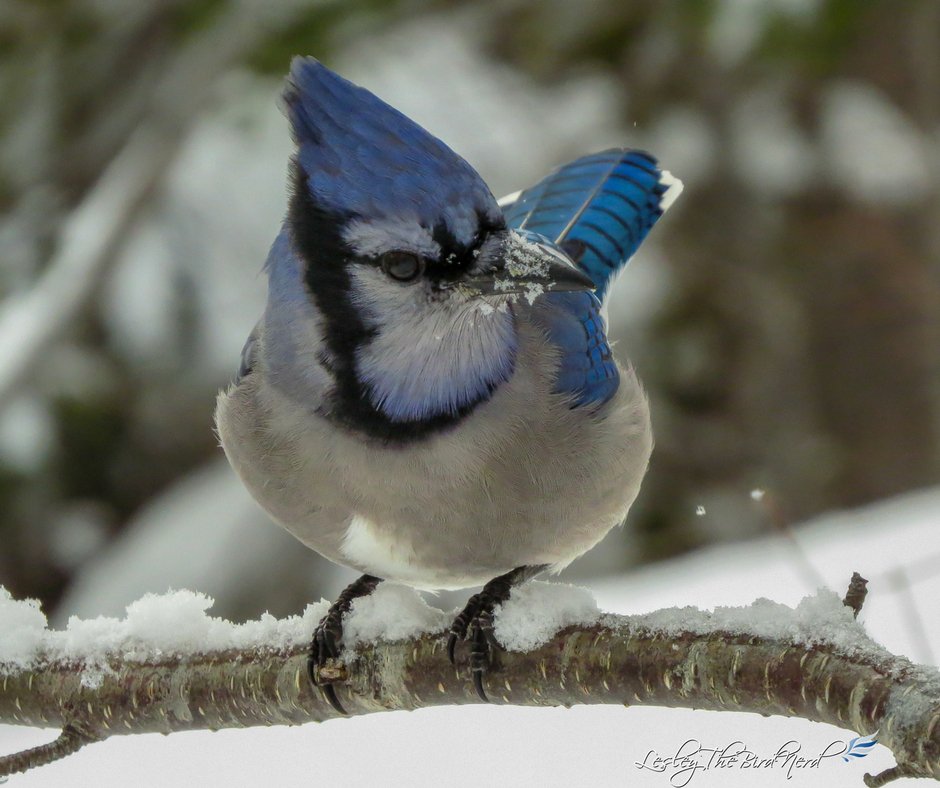 birdwatching hashtag on Twitter