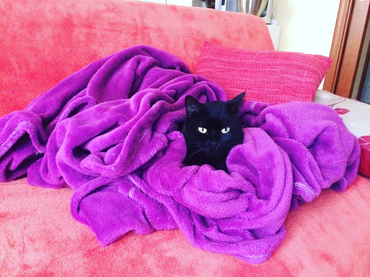 P_Mafalda's tweet photo. Riepilogo domenicale 🐾 Sofia 🖤 https://t.co/RU0HuNJ4KI