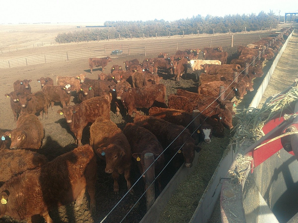 farmernelms's tweet photo. Thanks for a great trip but the calves are sure glad I'm home @HilltopSeeds @ChannelSeed #seedsmansummit https://t.co/tI8zgv64BV
