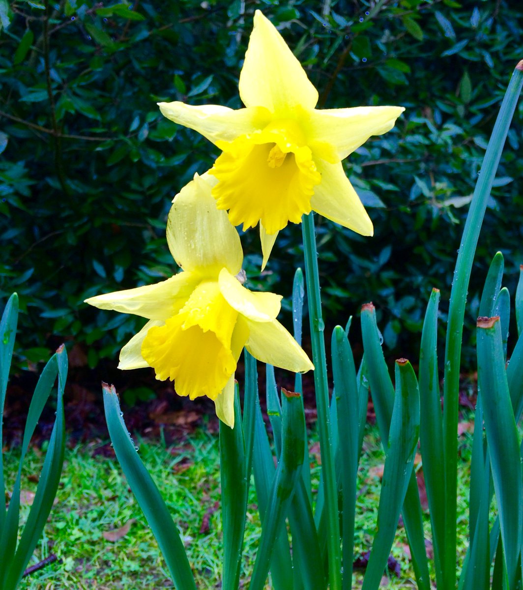 fetubini's tweet photo. Nice flowers at Polesden Lacey today. Spring is on its way! #nationaltrust #flowerphotography #spring #flowers #surrey #naturephotography https://t.co/eGNiCtadvx