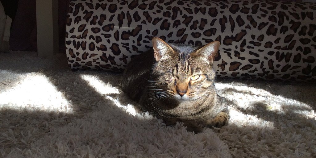 JaxLilliMilo's tweet photo. #Suspiciouscat is wondering why photos of him loafing are taken on Mondays. #kittyloafmonday https://t.co/H3ItdKwI0f
