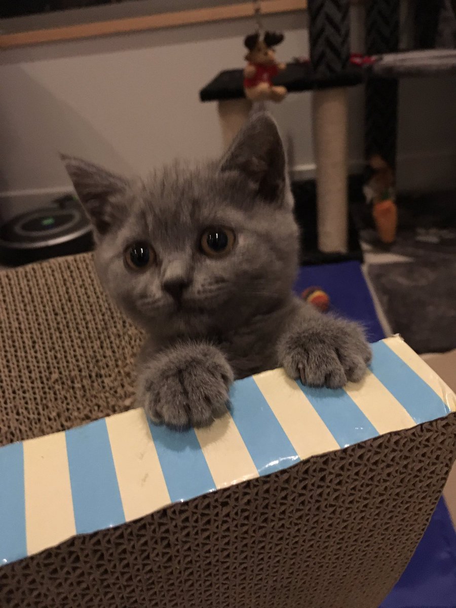 paulsgrover's tweet image. Molly loves to play. Can even turn the #romba on!