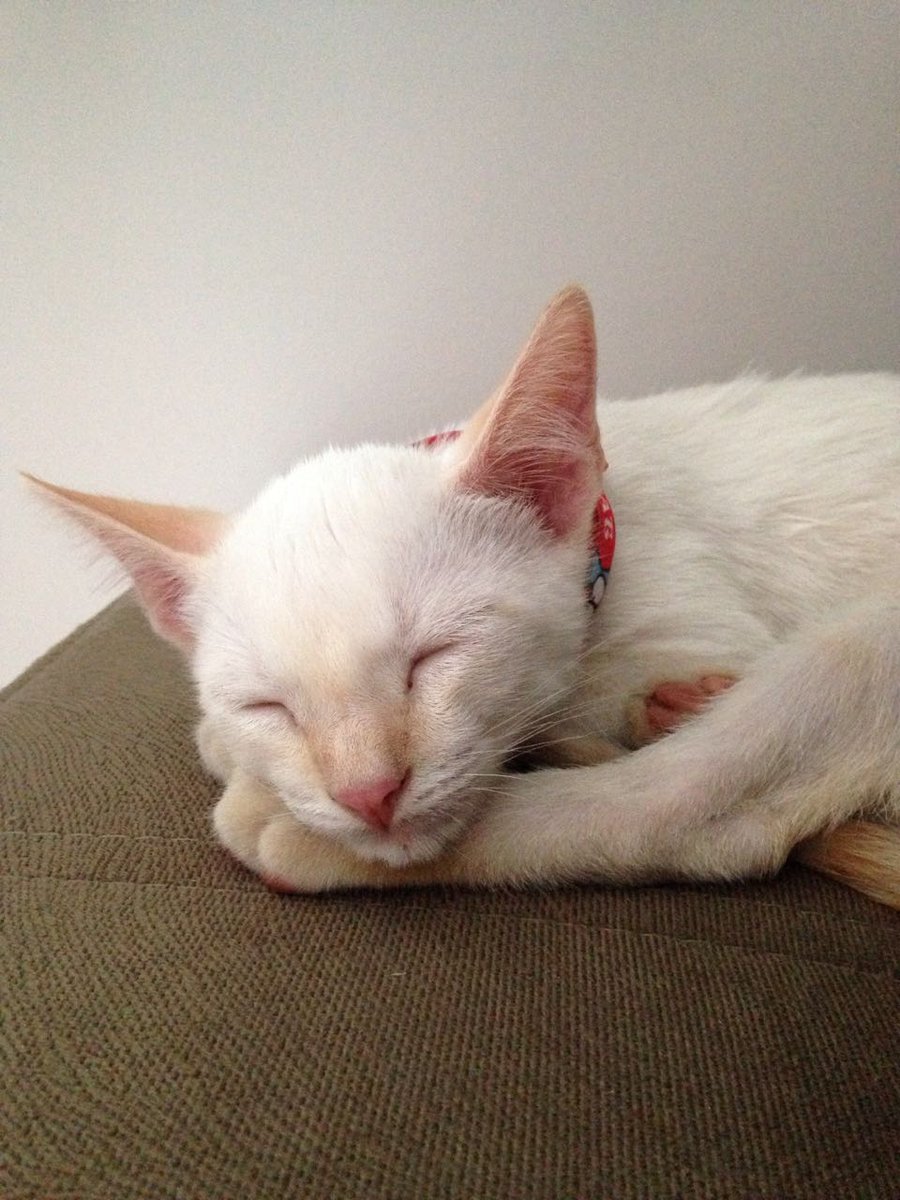 Calango2004's tweet image. Quando você está 4 horas na Netflix e 
não aguenta mais