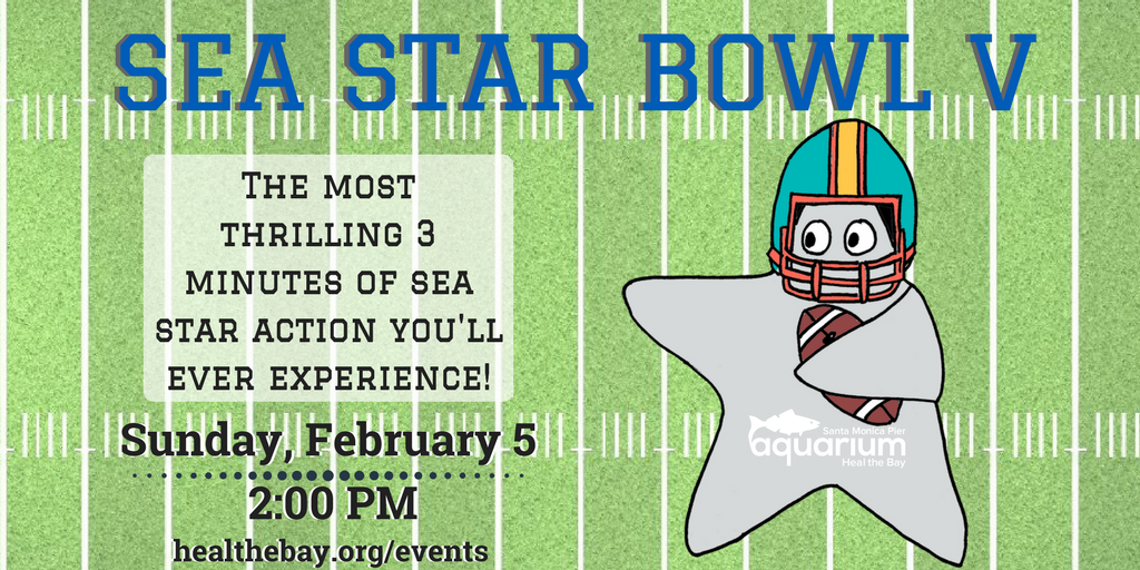 HealTheBay's tweet photo. Watch @SMPierAquarium #FacebookLive at 2PM today for the marine-action packed ⭐️Sea Star Bowl V⭐️ https://t.co/BYYVhkrGzx #SuperBowlSunday https://t.co/eufNrlZlfi