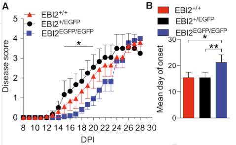 mmw_lmw's tweet photo. Mediator of #AutoImmunity in the #CNS: #EBI2 in TH17 cells promotes migration | Kurschus @uni_Mainz @CellReports https://t.co/fonvD8Ynig https://t.co/ldvKtfkrTl