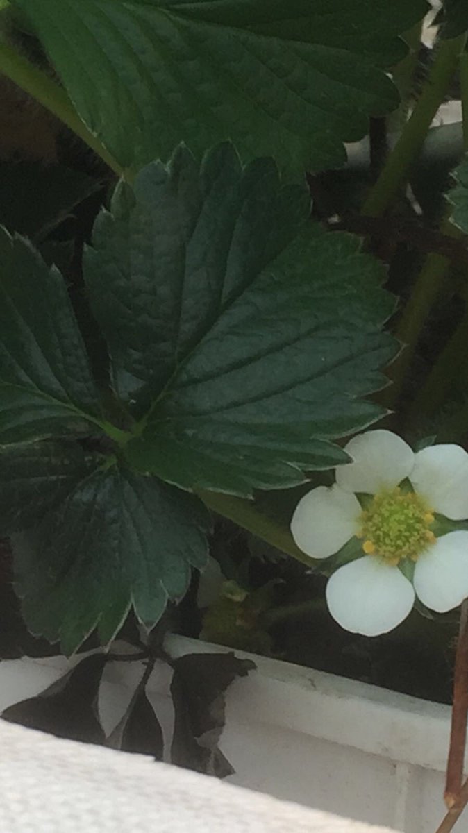 De komende 2 weken, leuke acties bij Kalteraardbeien.
Dit ter ere van de 1e 🍓bloem van dit seizoen die is gespot #hebdrweerzinin
