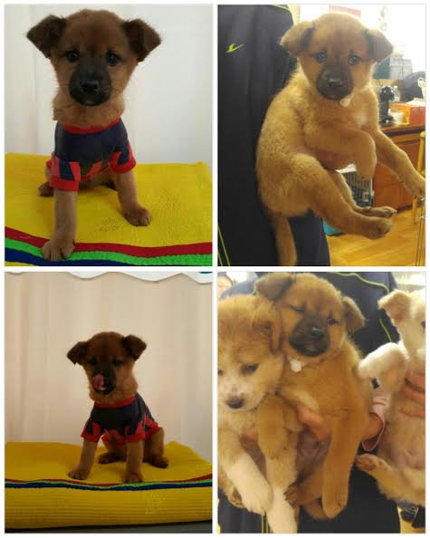 DPSRescue's tweet image. Oahu &amp;amp; his siblings need 2 wk fosters! Email dominique@dpsrescue.com 2 foster one of these cutie pies! #koreadogs #rescue #savealife