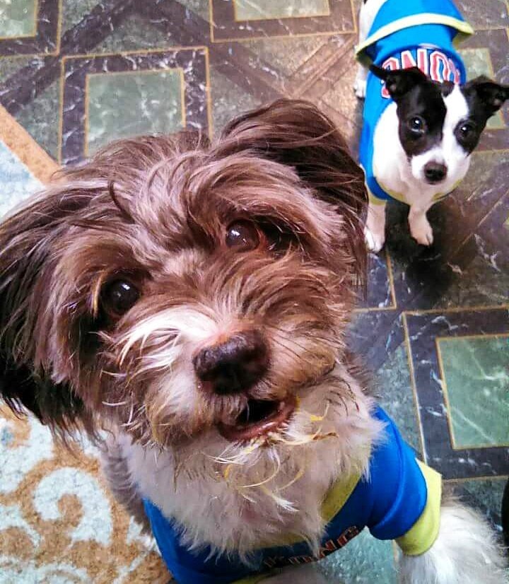 pixelblueeyes's tweet photo. My adopted sis Jellie &amp; I are SO thrilled to learn that 3-legged Lucky of #PuppyBowl 2017 was adopted by a loving family! #AdoptionRocks https://t.co/ClbLR4rrIJ
