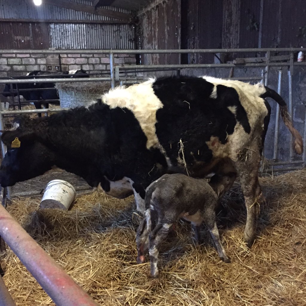 MaroonRover's tweet image. Harry the horn dog strikes again 😡 Heifer from a heifer.. #WrongColour 23 month old Shamrock heifer will make a great milker #Beauty