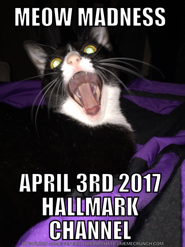 VioletThumbs's tweet photo. #meowmadness @hallmarkchannel #freakingout #kittygocrazy #april https://t.co/aYxh8iWWxp