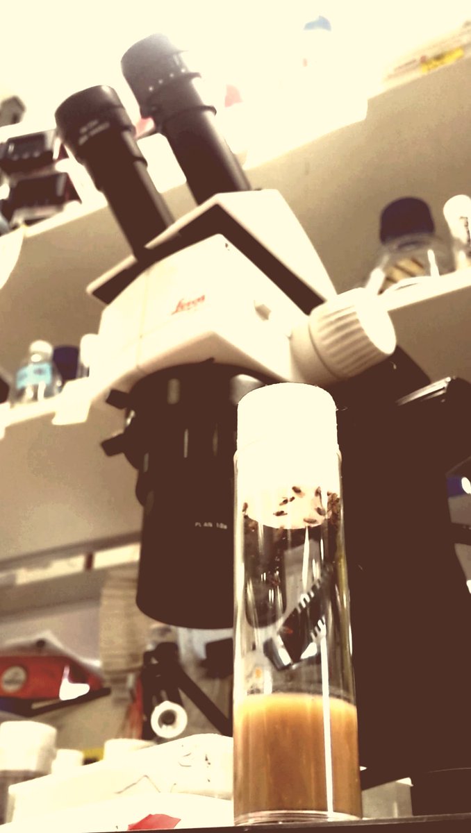 researchdreams's tweet photo. Fruit flies in Christin's #pgresearchspace https://t.co/SaOSfXrejY