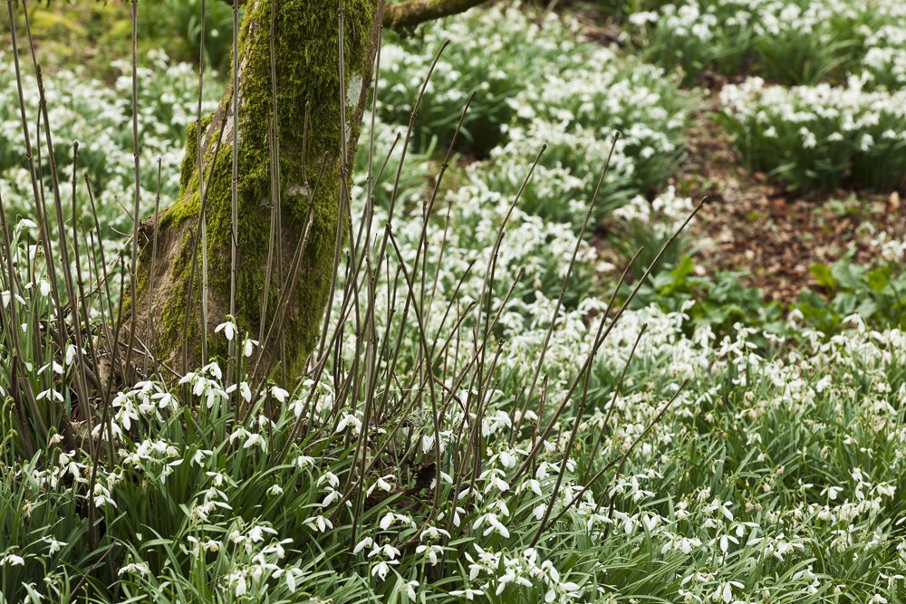 Minterne Gardens re-open for 2017 from this Sat Feb 11th. 2 for 1 (£5 for two) just in time for #valentinesday #love #dorset #gifts
