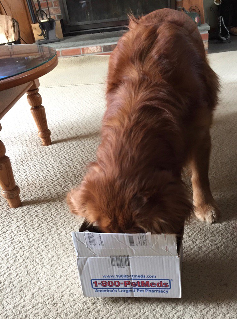 Linds_philly's tweet photo. #1800petmedspet someone was excited to open their package https://t.co/3KgEr1K7Cm