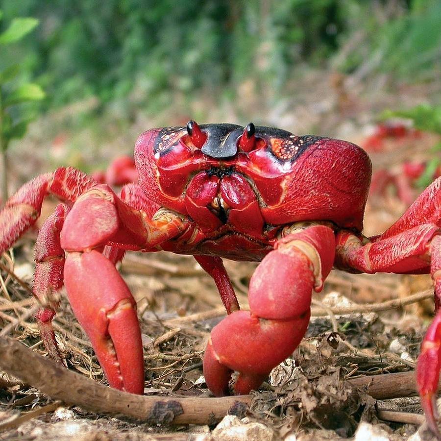 JoseGallegoo's tweet photo. La sorprendente migración del cangrejo rojo de la Isla de Navidad.
https://t.co/IgeH6kbU8w https://t.co/l96lESX2K7