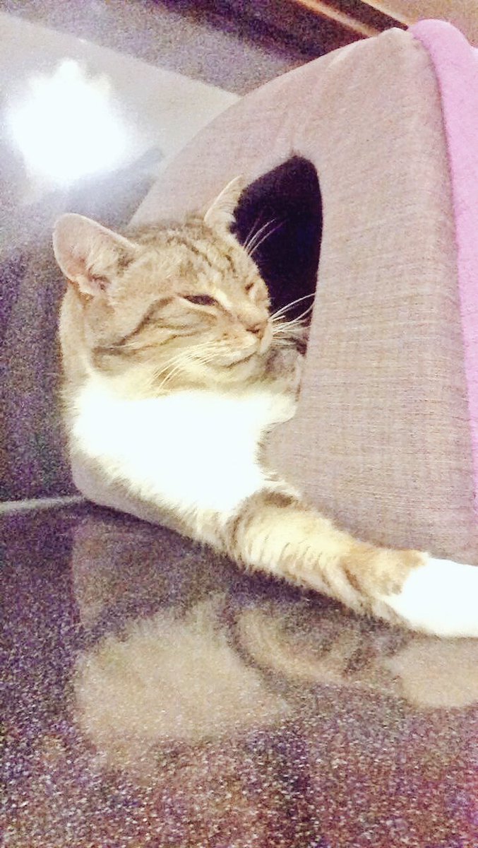 Legroschat5's tweet photo. They see me sleepin', they hatin' 😎🐱

 #catboxsunday #CatsOfTwitter #lazysunday #sleepycat https://t.co/8syZQ3X9iL