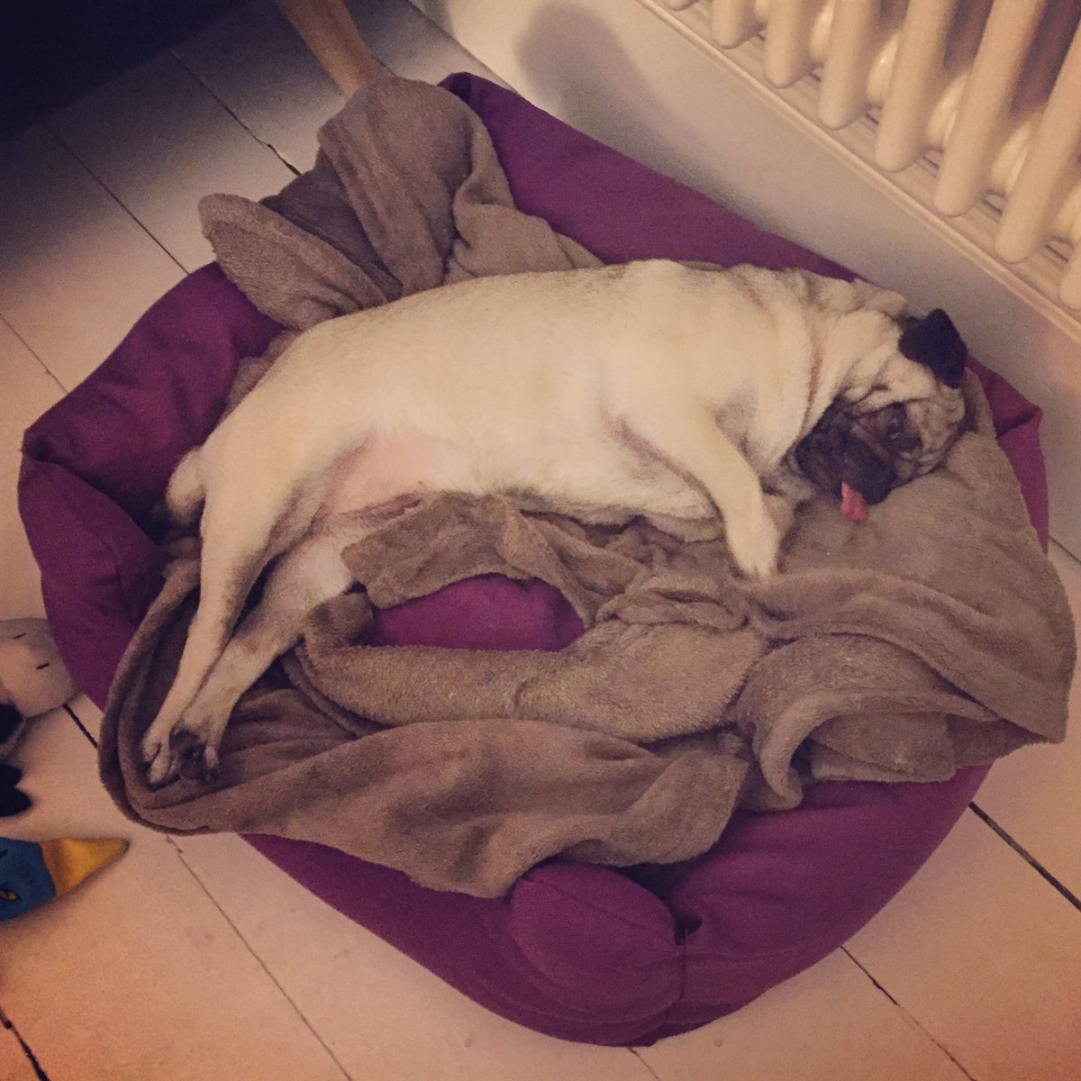 Roo the Pug tweet media