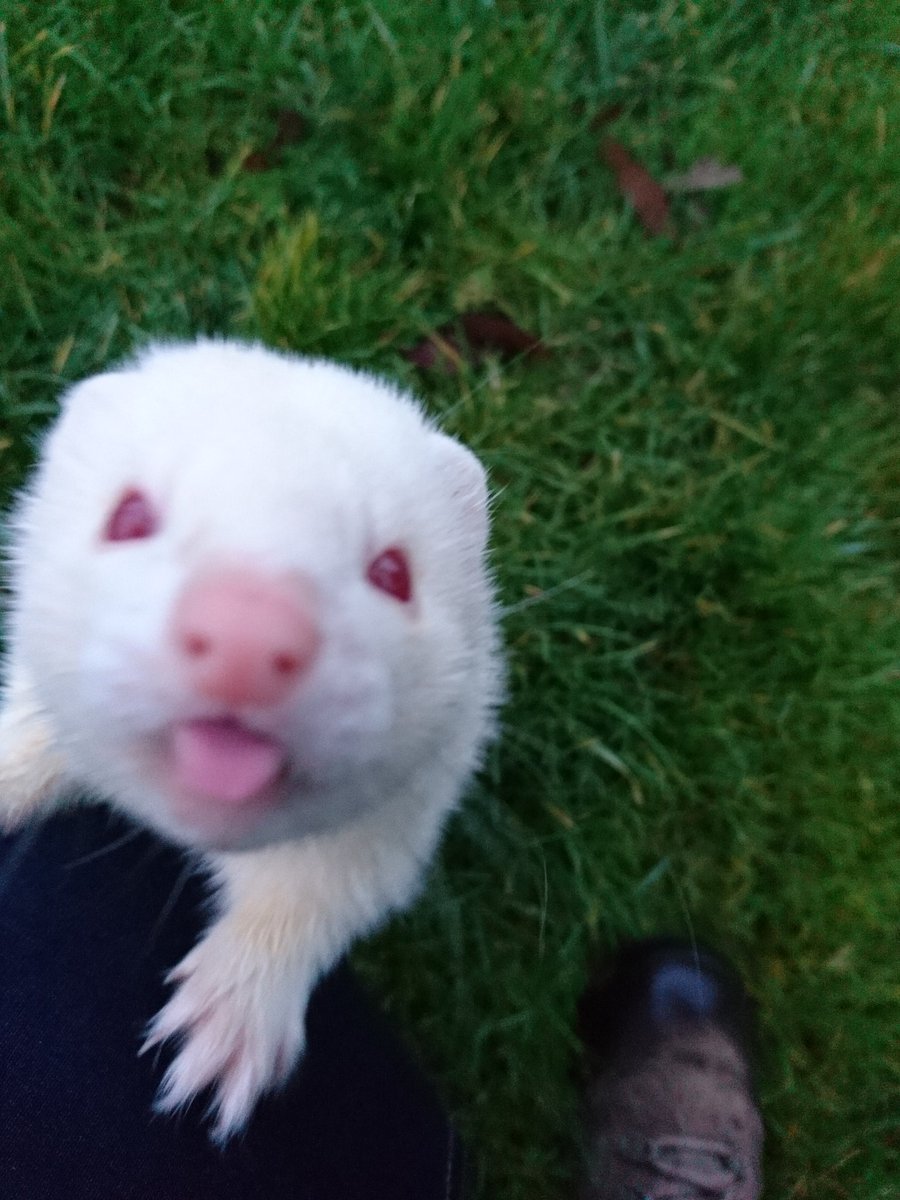 goosetree2's tweet photo. When I'm feeling down I go see my ferrets #nofilerneeded #therapypet #ferretkisses https://t.co/F3hXqREcdI