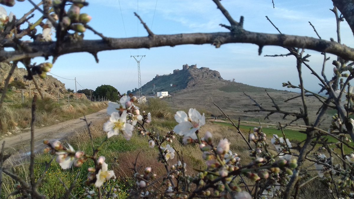 Vero_chamizo's tweet photo. @tiempobrasero  desde Magacela ( Badajoz)  entre las flores de un almendro!! https://t.co/cAkrWagsqa