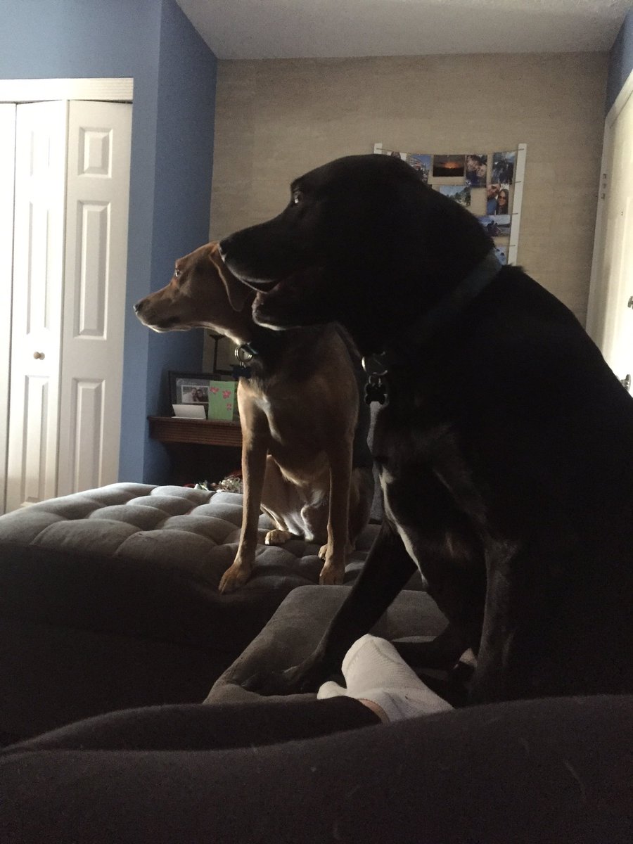 haeb87's tweet photo. @PuppyBowl2017 these 2 pups watching the puppy bowl action #teamruff https://t.co/YRKLhnJf5r