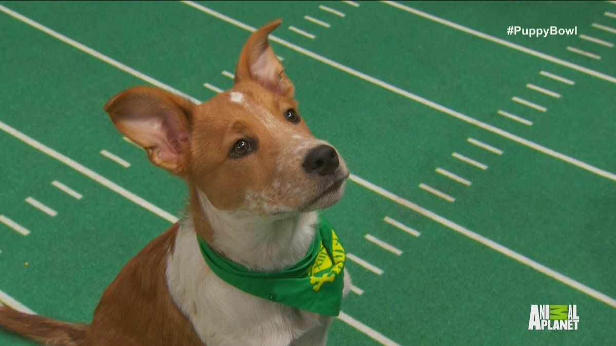 SBNationGIF's tweet photo. IT'S PUPPY BOWL TIME https://t.co/rTDtEUJiyQ