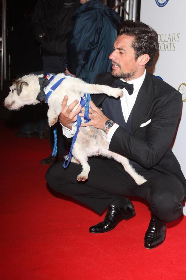 gandyisgod's tweet photo. Did someone say SNACKS?!?! LOL! I've never seen this pic! #puppylove #GandySunday @BDCH https://t.co/TGHjd5oCDG
